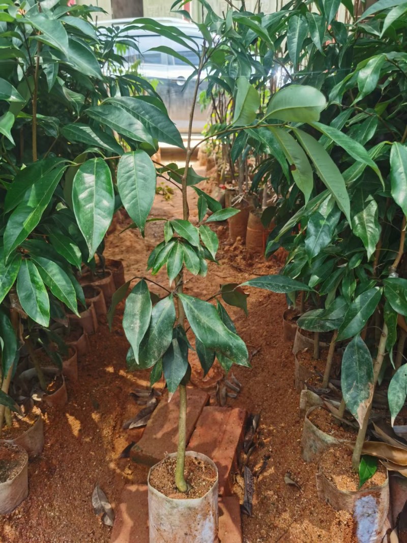 荔枝wang大果荔枝品种，嫁接杯苗