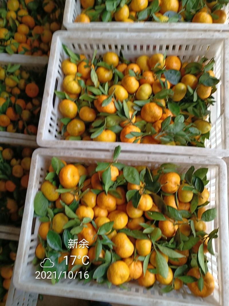 新余蜜蜜橘：本人实力代办好货多多等你来！