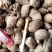 桑螵蛸四川统货个头大无杂质大棉占%70需要的朋友请联系我