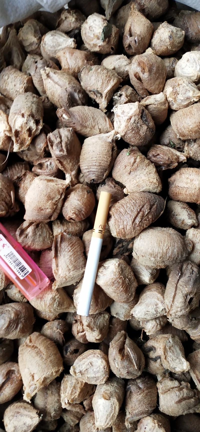 桑螵蛸四川统货个头大无杂质大棉占%70需要的朋友请联系我