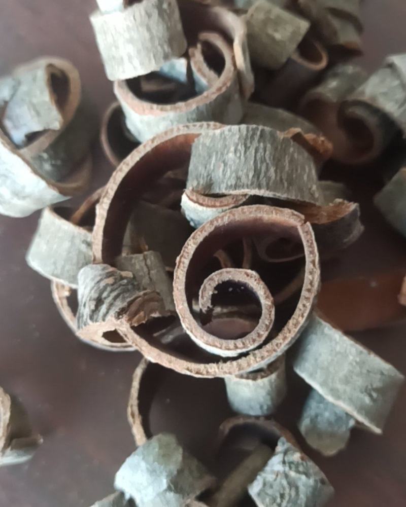厚朴川厚朴中药材批发厚朴量大从优质量保证