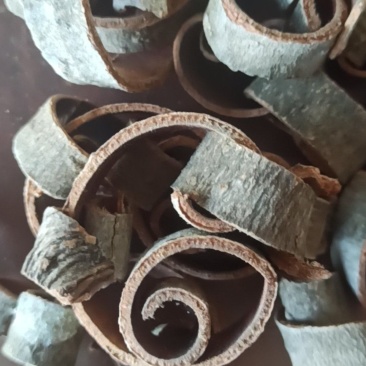 厚朴川厚朴中药材批发厚朴量大从优质量保证
