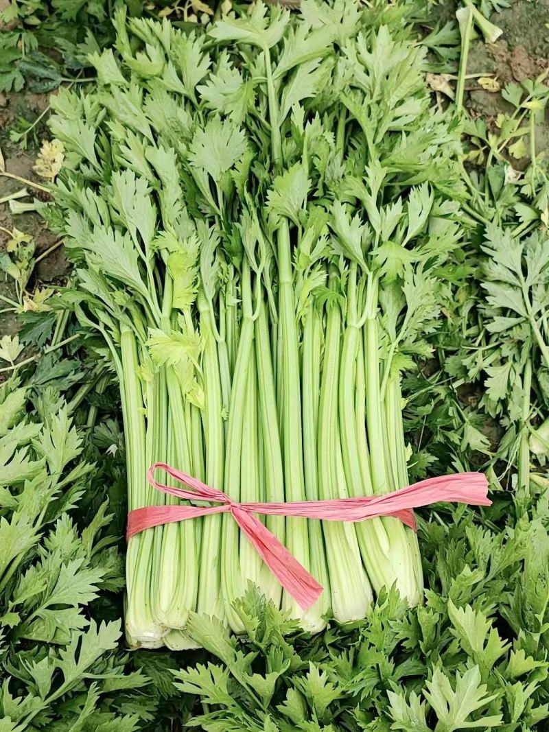 芹菜，济南商河芹菜大量有货
