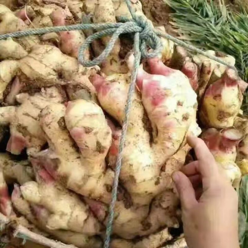 [标题]山东红芽鲜姜大量上市了，保质保量货源充足价格不