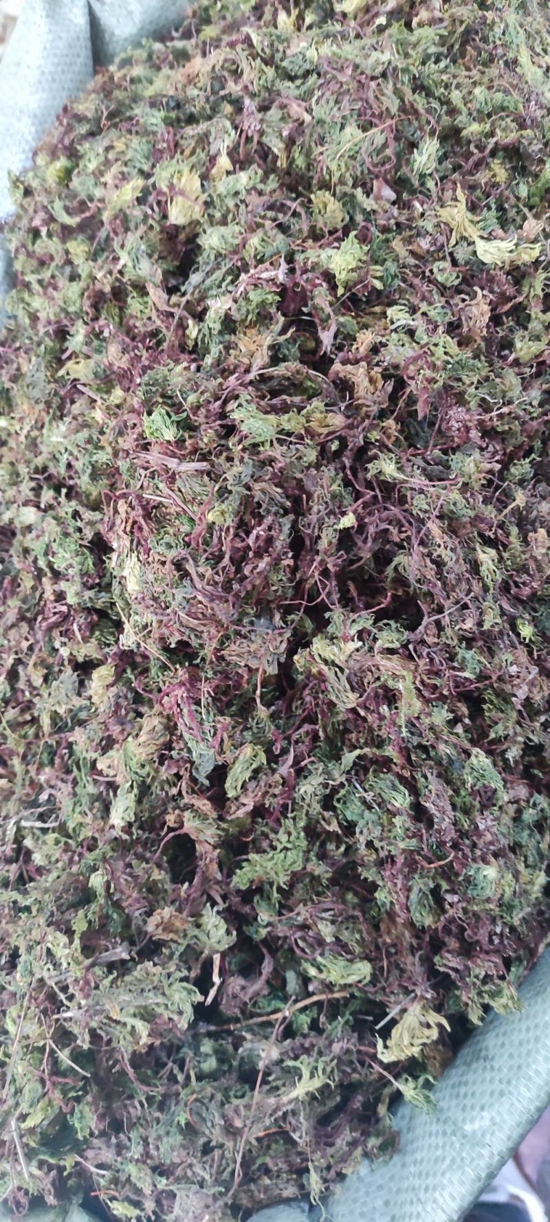 回心草～新货干净～产地现货～量大优惠～1公斤起售～