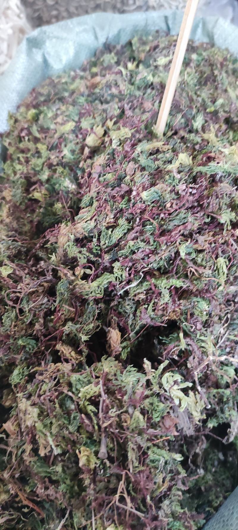 回心草～新货干净～产地现货～量大优惠～1公斤起售～