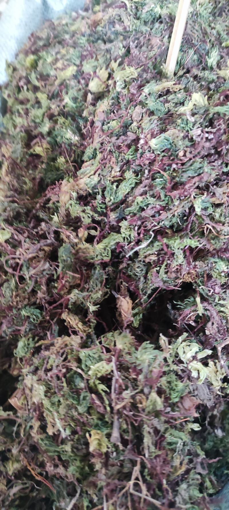 回心草～新货干净～产地现货～量大优惠～1公斤起售～