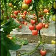 自家种口感西红柿