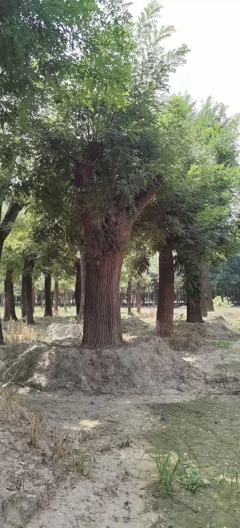百年大国槐