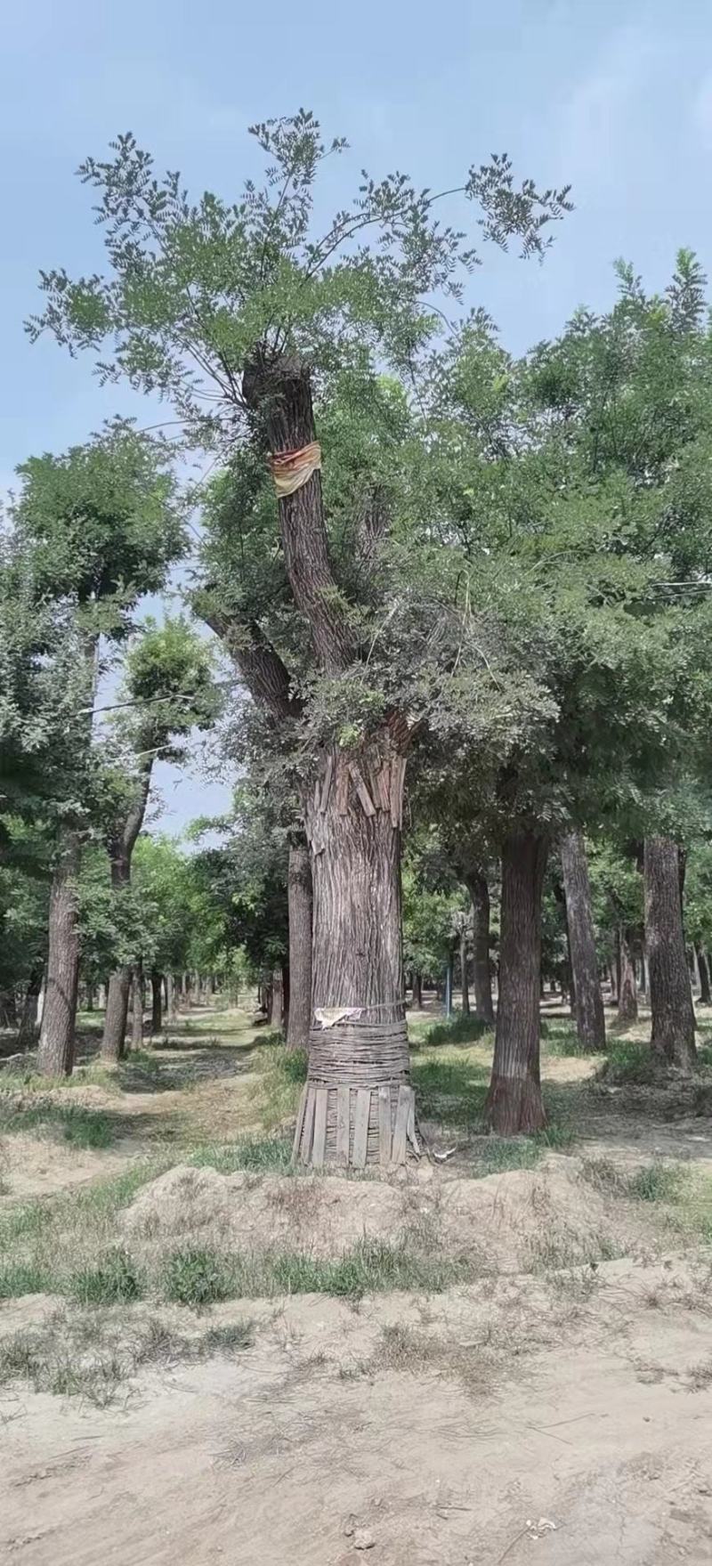 百年大国槐