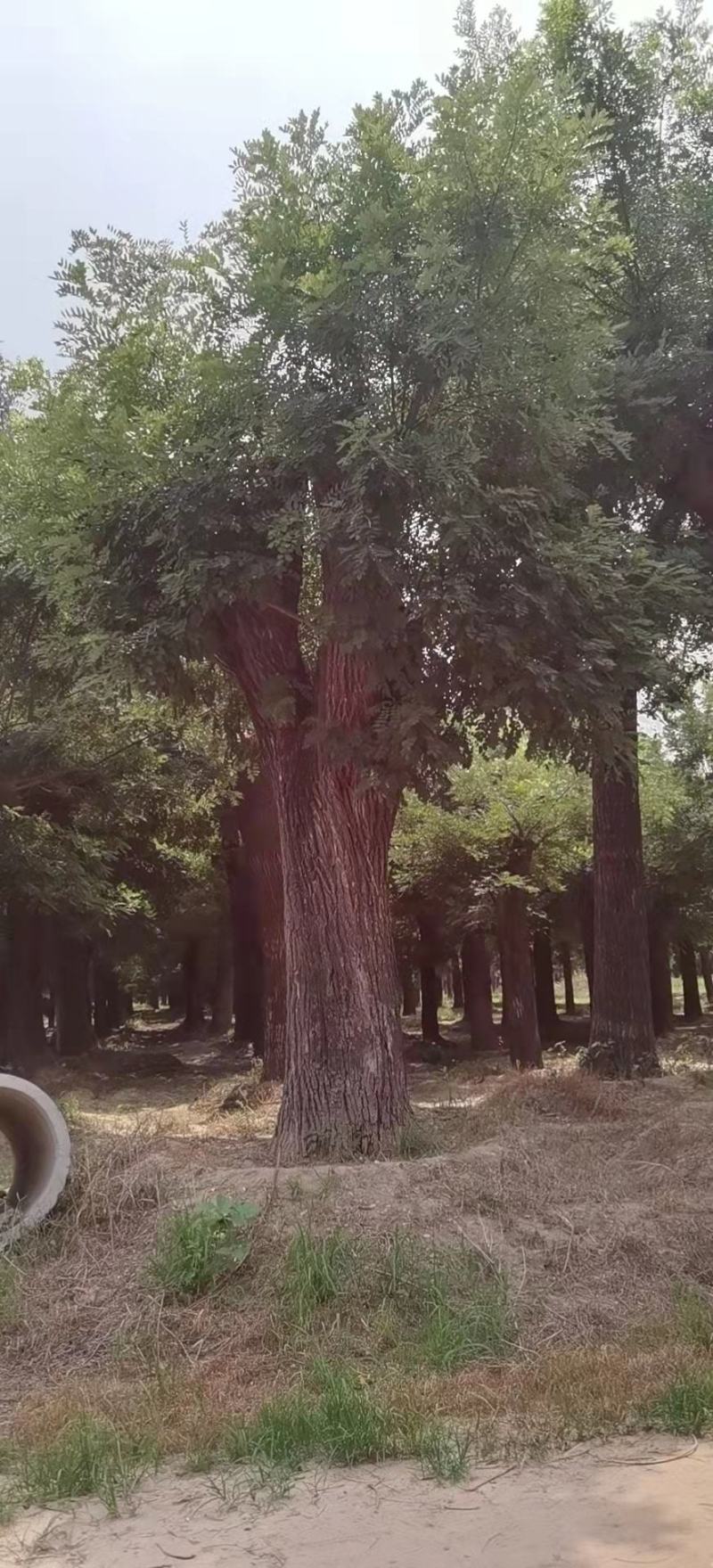 百年大国槐