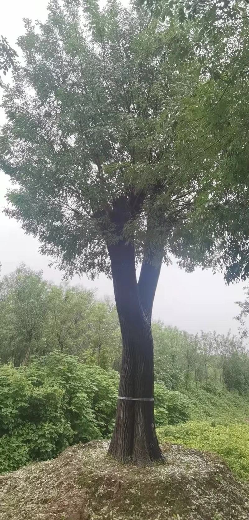百年大国槐