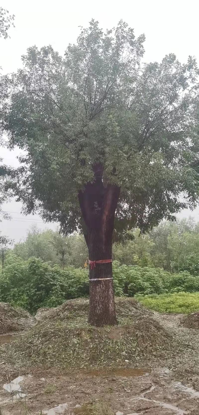 百年大国槐
