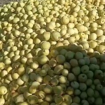 稣梨甜蜜蜜