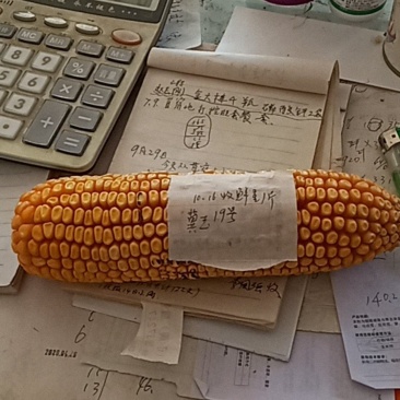 冀玉19