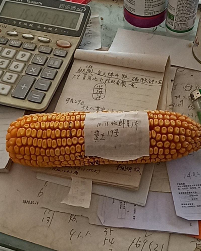 冀玉19