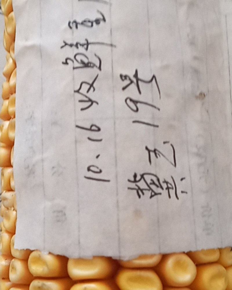 冀玉19