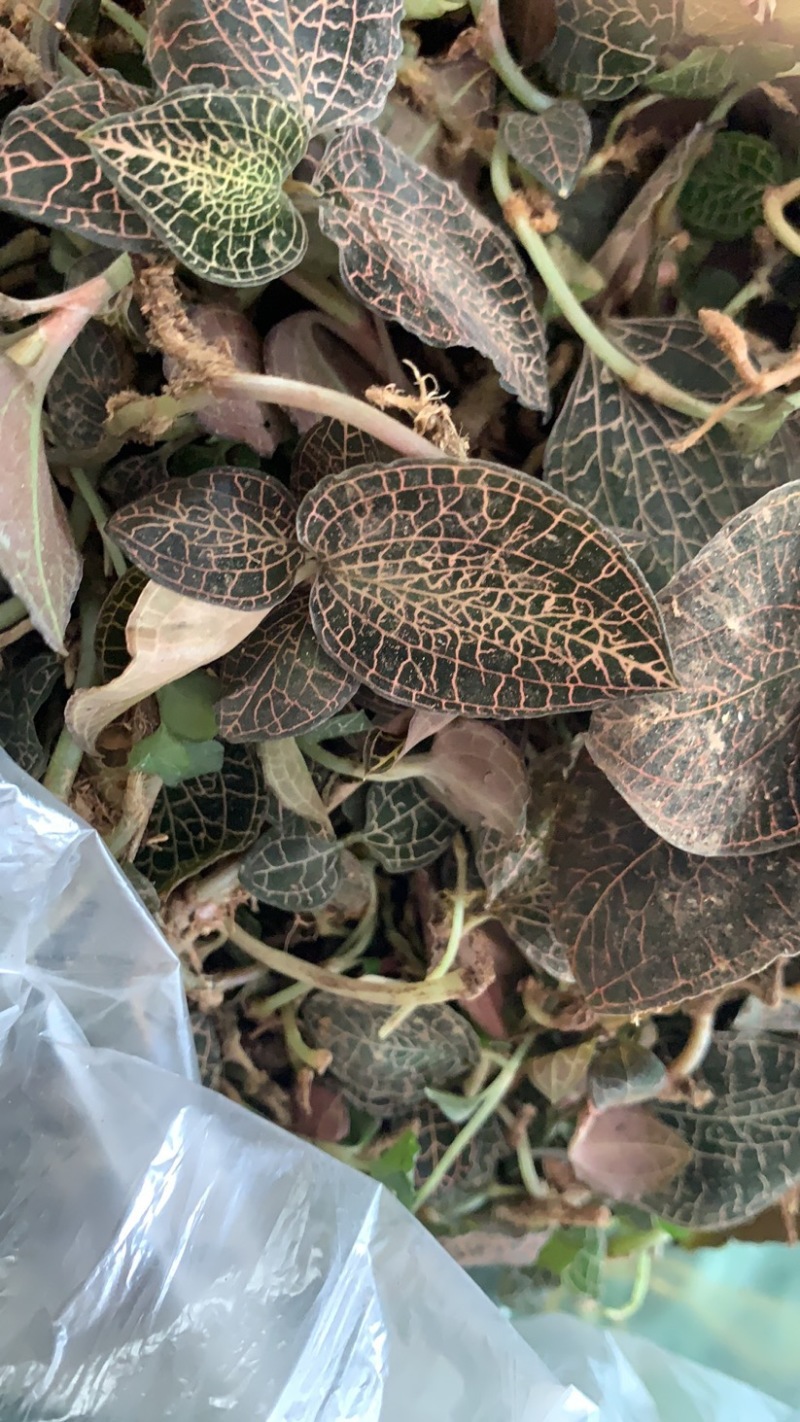 野生金线莲现找现卖