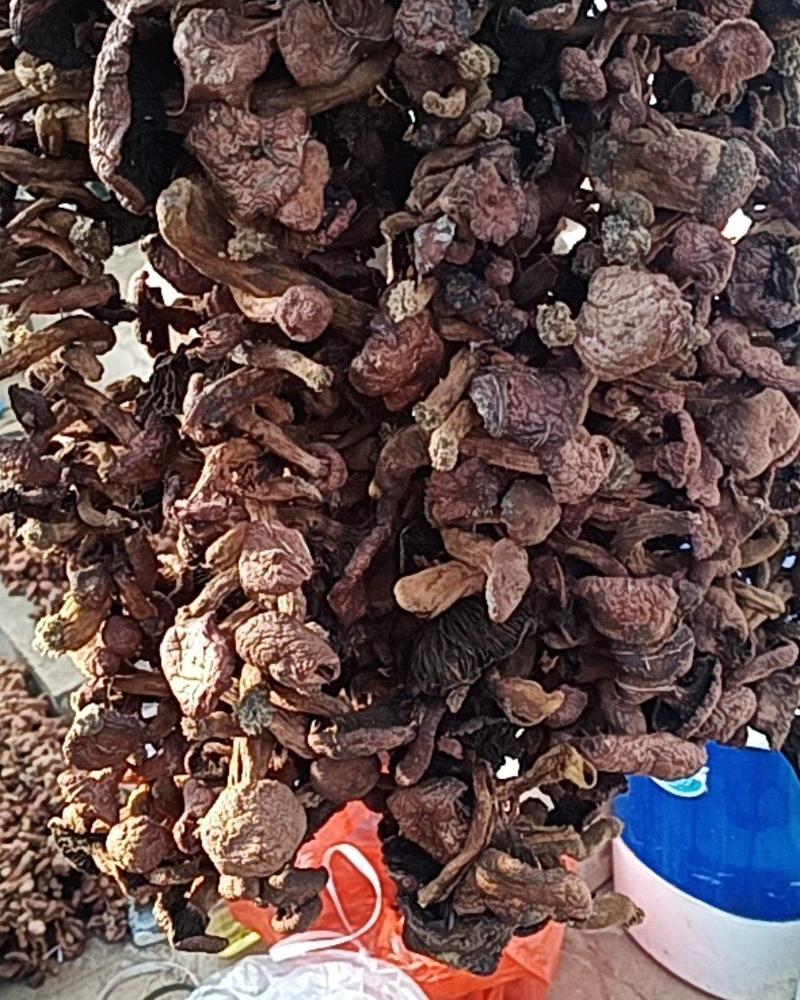 红蘑串肉蘑红菇辽宁省朝阳市喀左县原产地野生