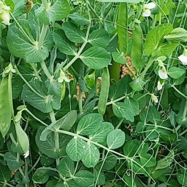 豌豆