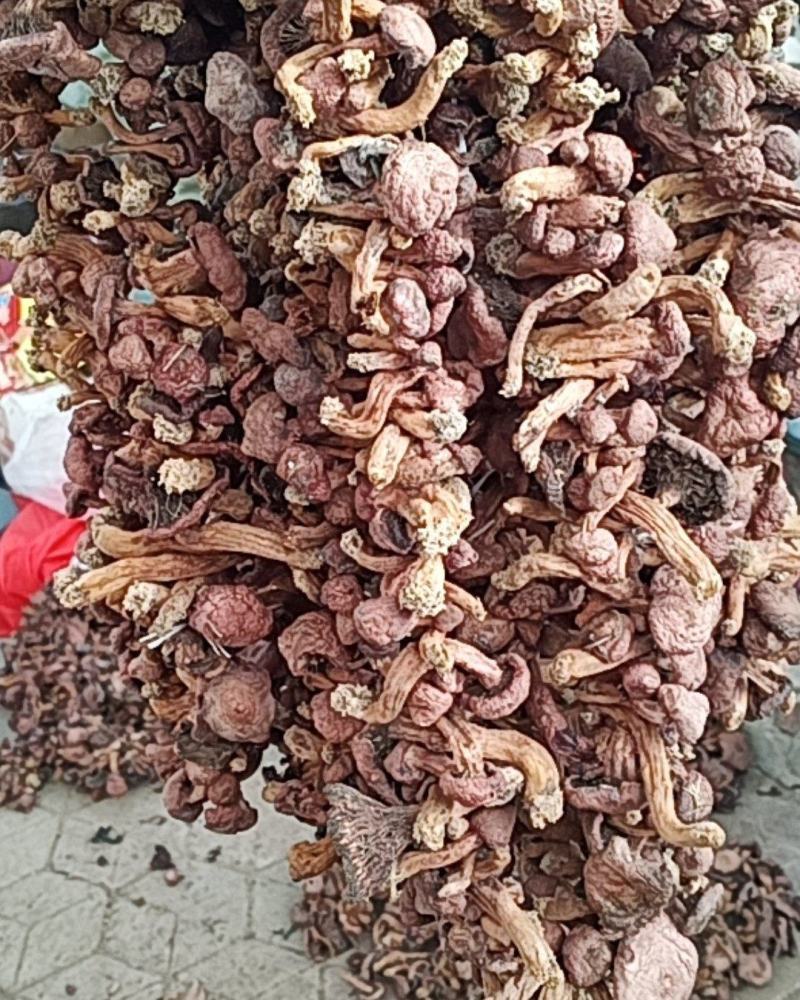 红蘑串肉蘑红菇食用菌野生山货