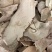 毛冬青根【包邮】三斤起发货可批量可零售量大从优