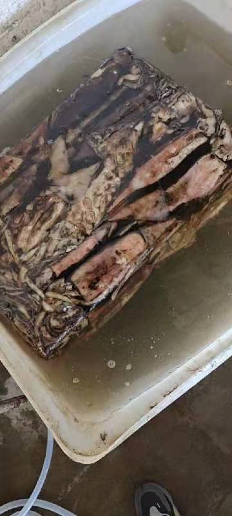 鱿鱼