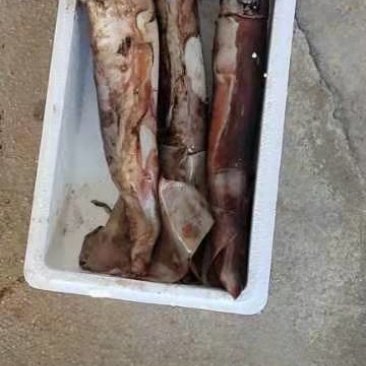 鱿鱼