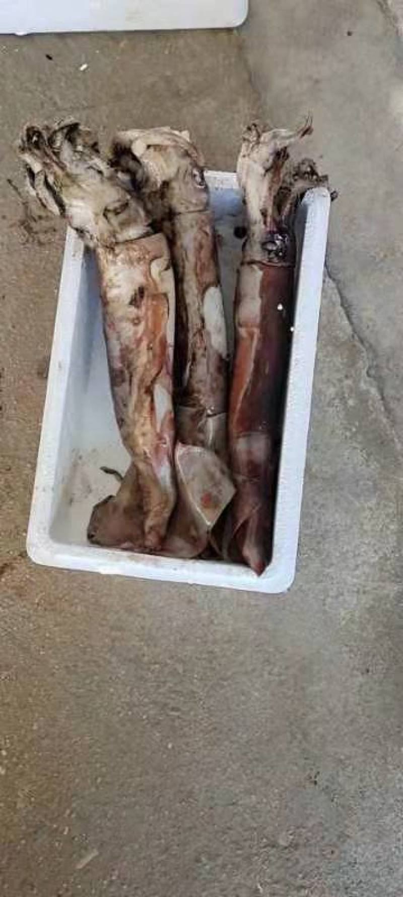鱿鱼