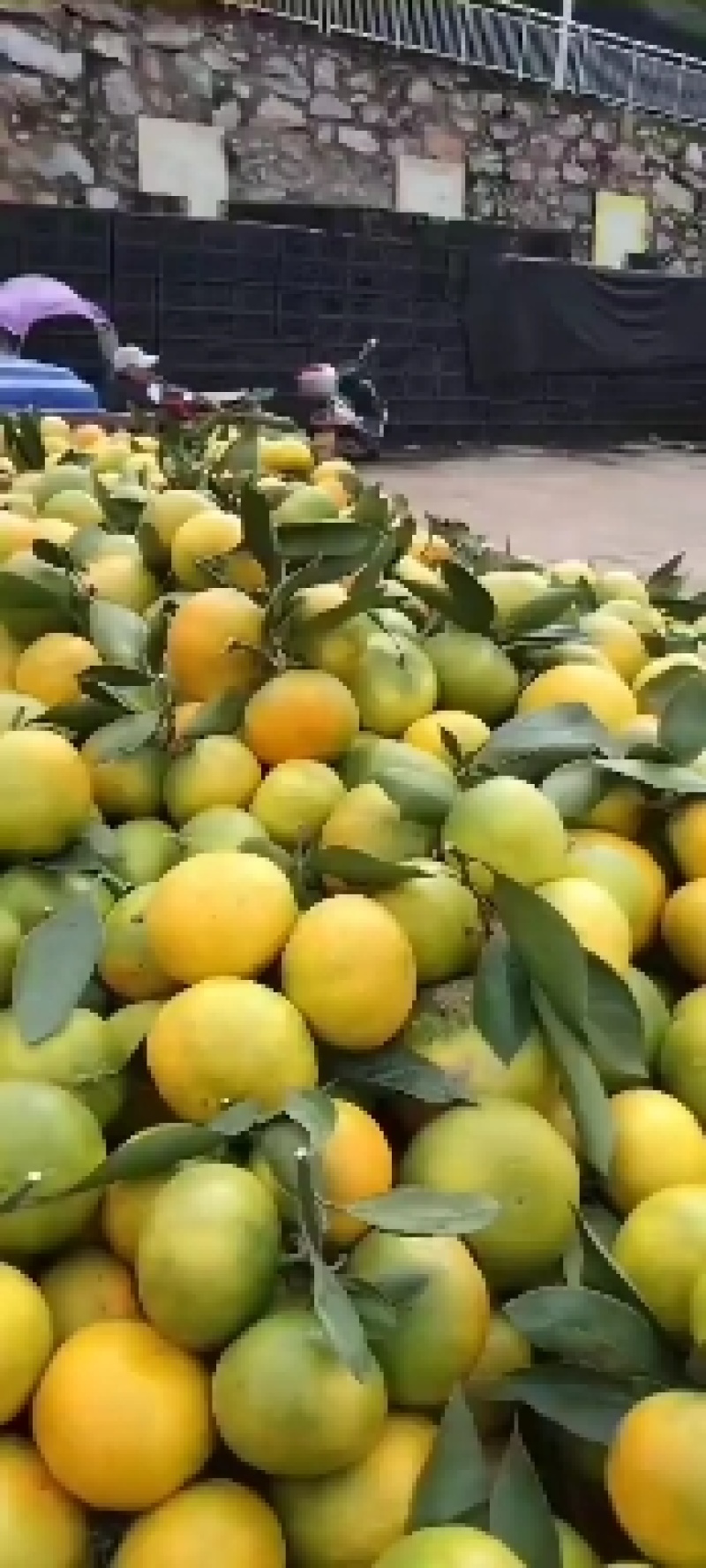 柑桔