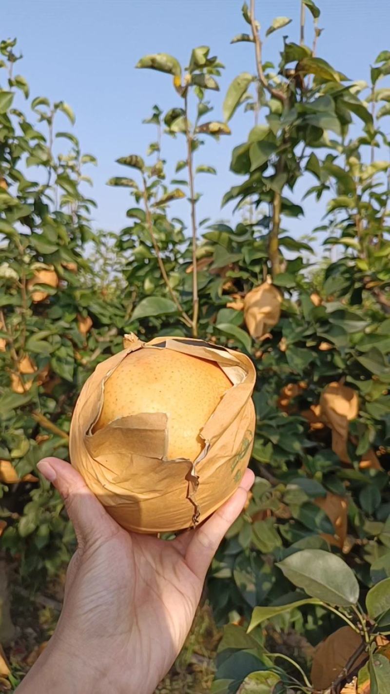晚秋黄梨大量上市！