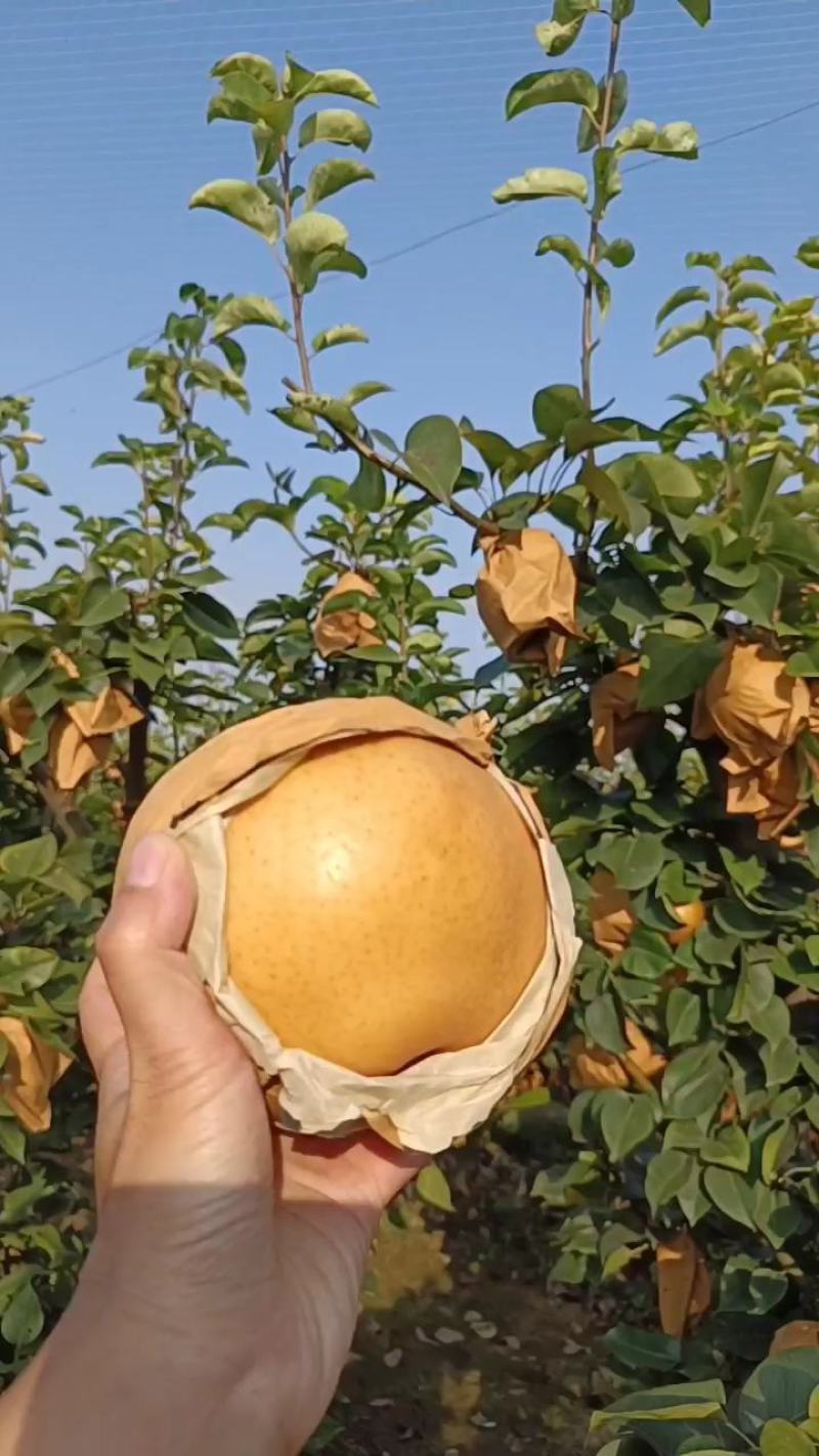 晚秋黄梨大量上市！