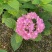 绣球花