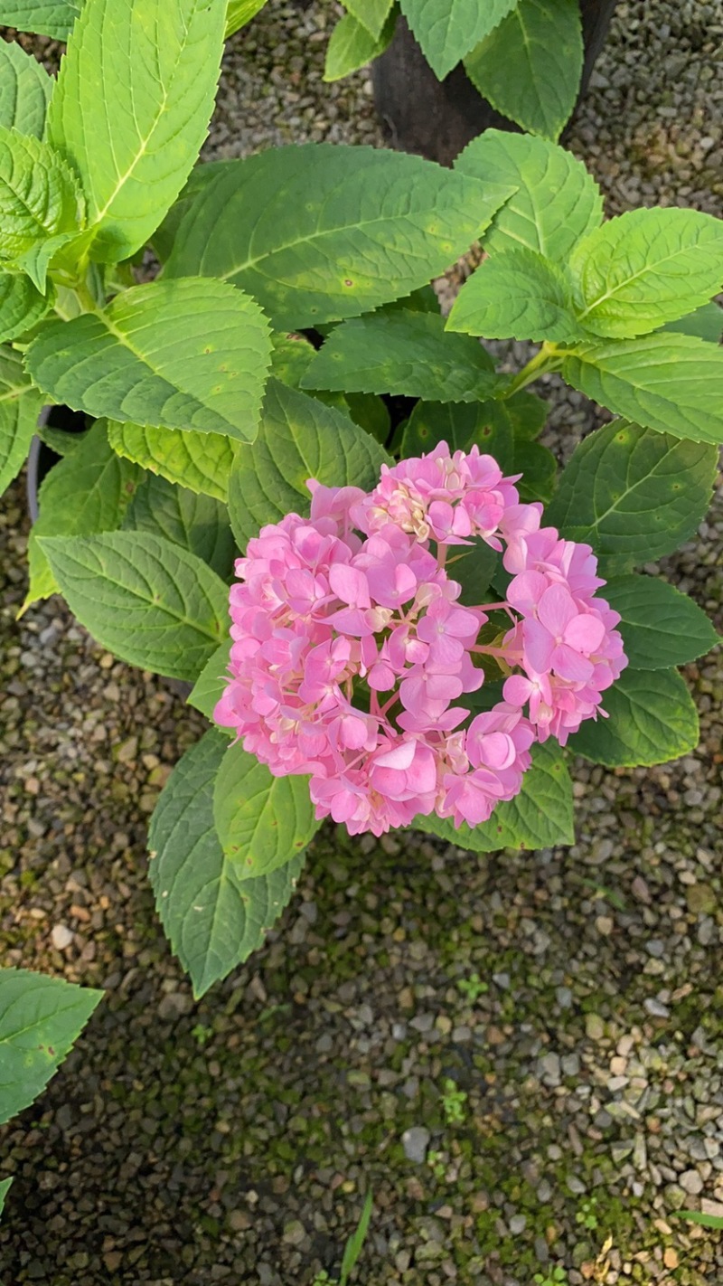 绣球花