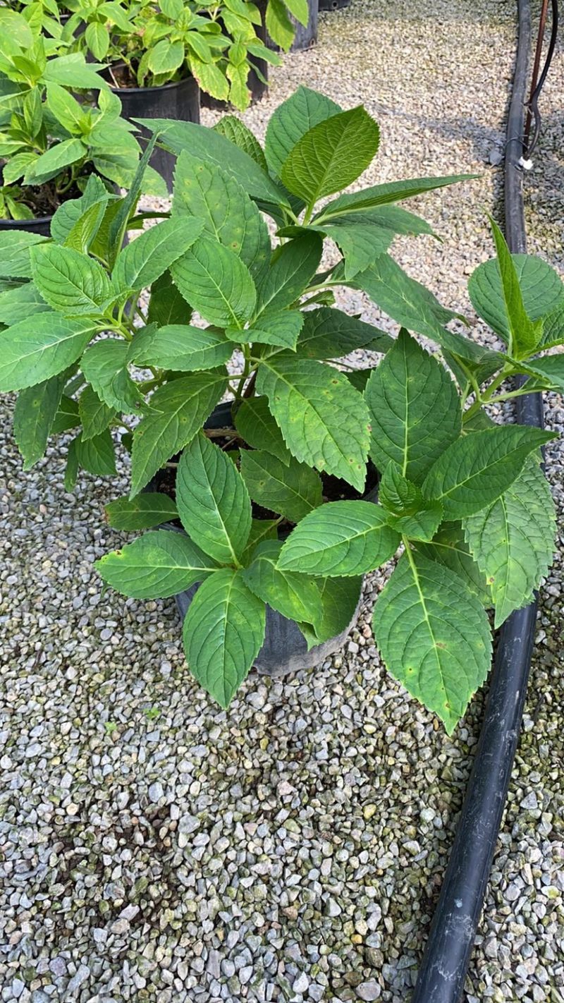 绣球花