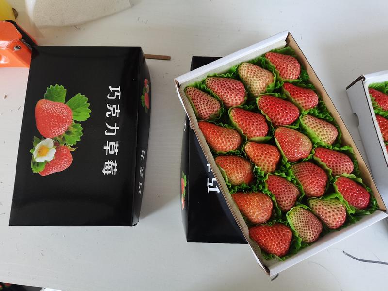 丹东东港九九红颜草莓团购烘焙巧克十盒一诚招各大批发商