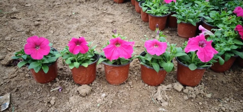 牵牛花