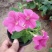 牵牛花