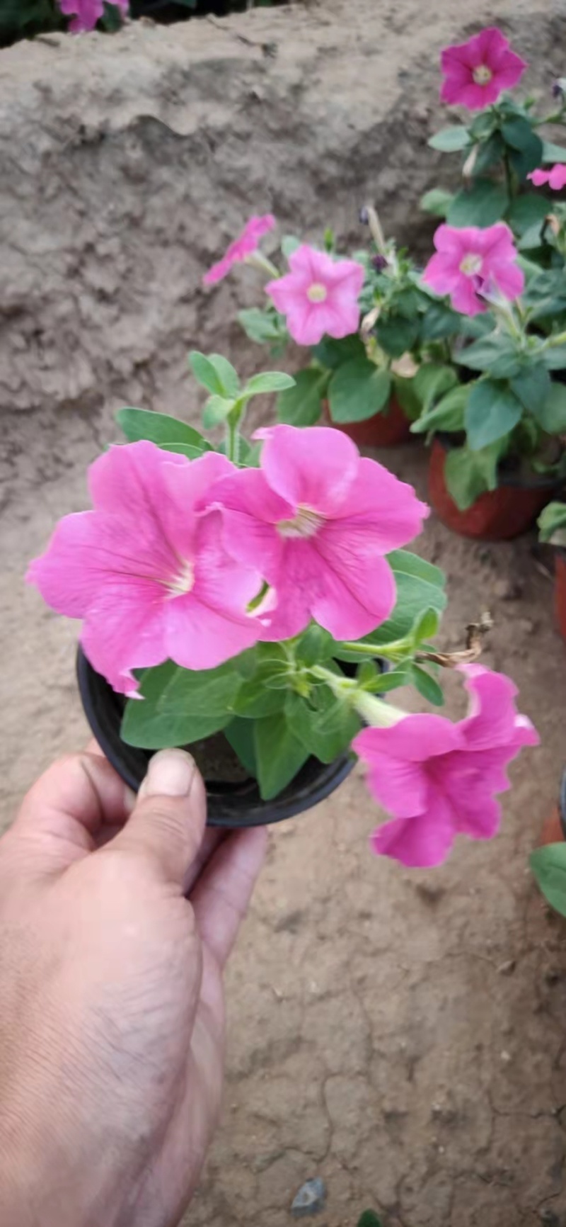 牵牛花