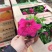 牵牛花