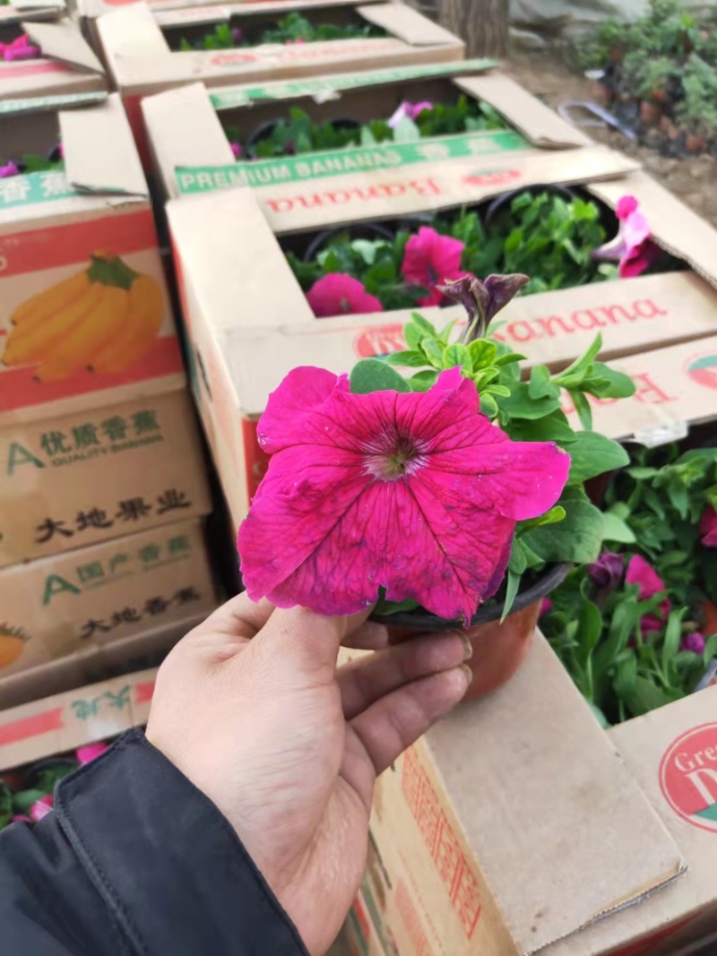 牵牛花