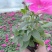 牵牛花