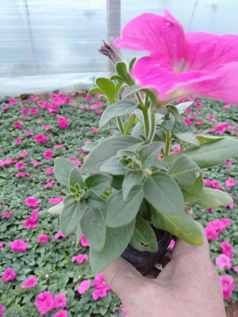 牵牛花