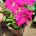 牵牛花