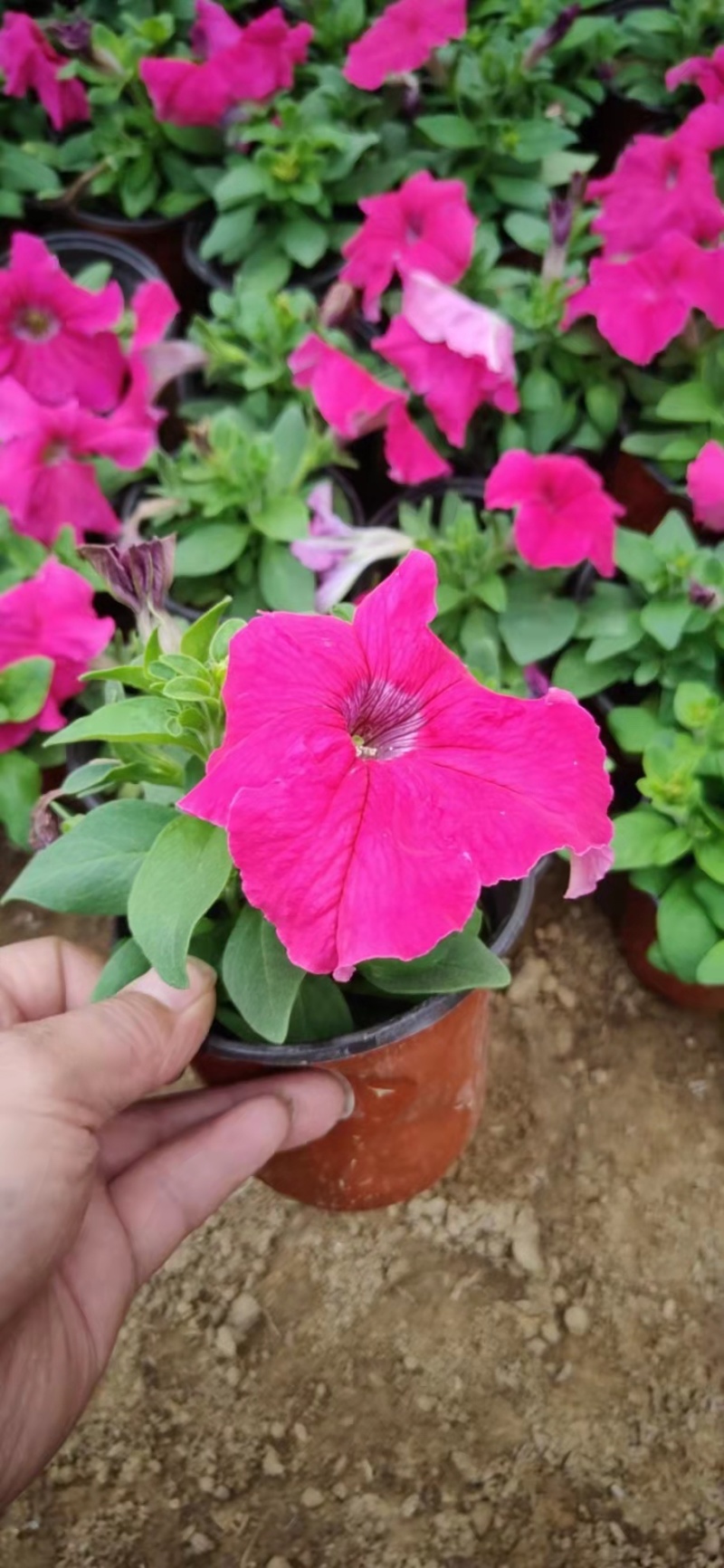 牵牛花