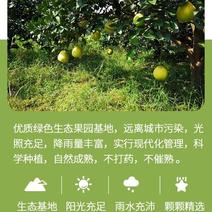 雪峰柚纯甜多汁湖南安江特产大果现摘现发当季水果