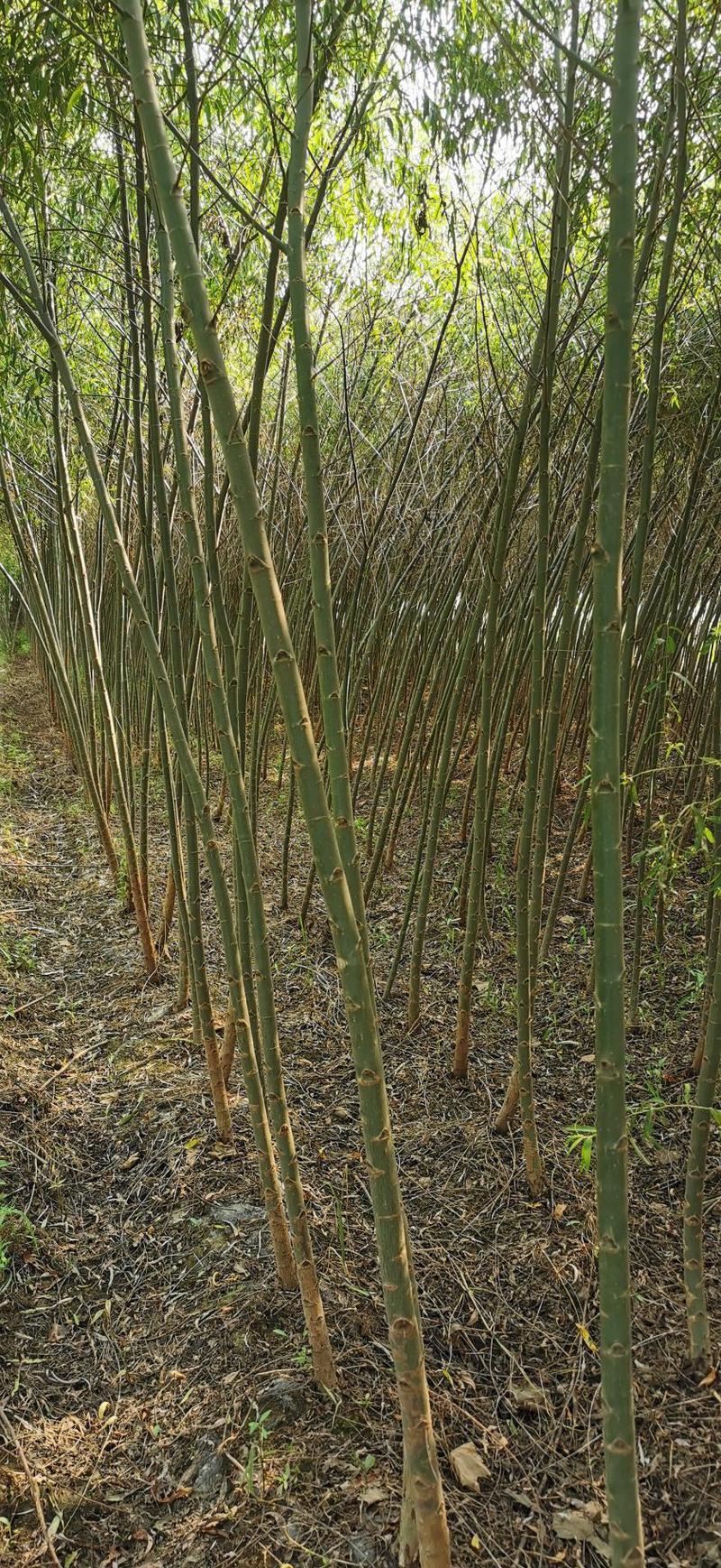 大量供应速生柳1--15公分竹柳垂柳等各种绿化树种