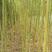 大量供应速生柳1--15公分竹柳垂柳等各种绿化树种