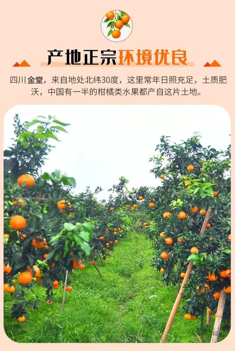 四川爱媛38号果冻橙9斤装橙子新鲜当季水果
