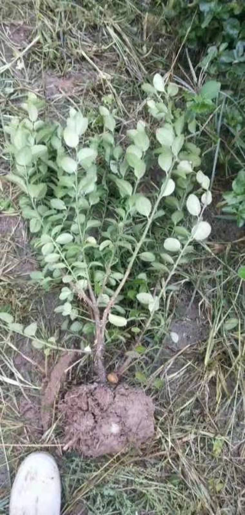 卫矛装车本基地常年出售卫矛，各种规格齐全，土球裸根都可以